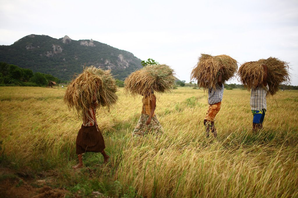 new-research-on-large-scale-agricultural-investments-in-zambia