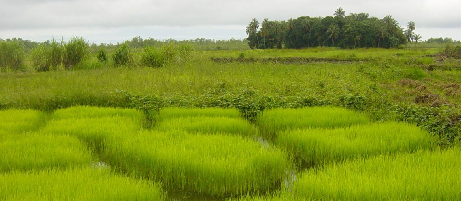 Guinea Conakry · Natural Justice